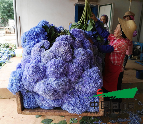 大棚生產的切花繡球花大色艷